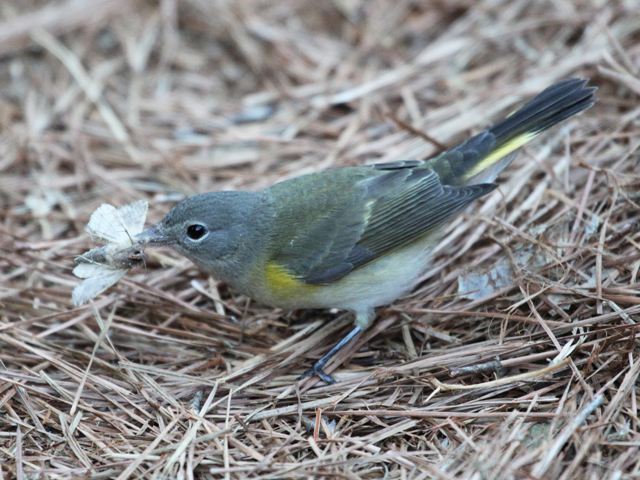 American Redstarts